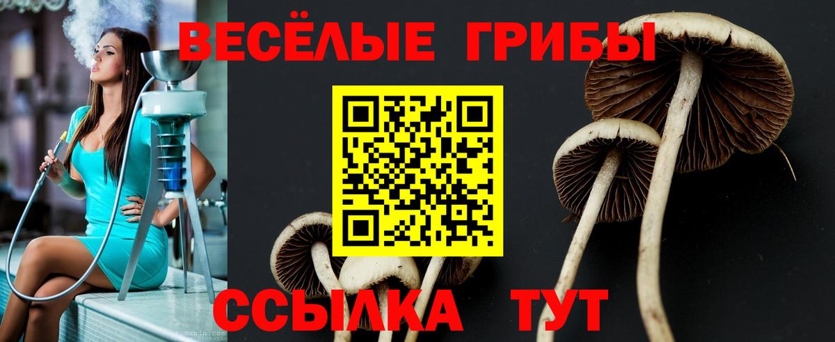 Галлюциногенные грибы Psilocybine cubensis Анапа